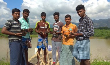 துணை நிற்கும் பனைமரம், கிராமப்புறங்களில் நீர் நிலைகளை பாதுகாக்க உசிலம்பட்டி அருகே  இளைஞர்கள் ஆர்வம்