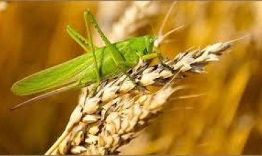 இந்தியாவில் வெட்டுக்கிளி படையெடுப்பு தமிழகத்தில் பாதிப்பை ஏற்ப்படுத்துமா